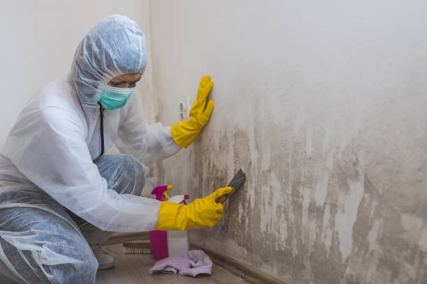 Mold Inspection, Removal & Remediation